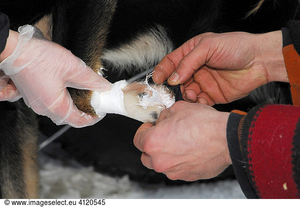 Musher applying salve to husky paw