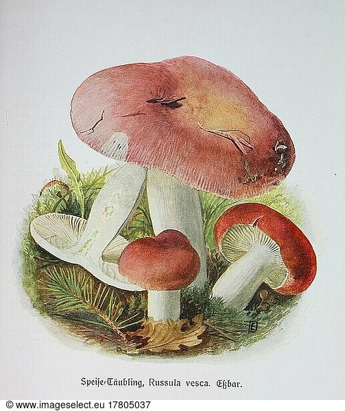 Mushroom  bare-toothed russula (Russula vesca)  Flesh red edible russula  Historical  digitally restored reproduction of an illustration by Emil Doerstling (1859-1940)
