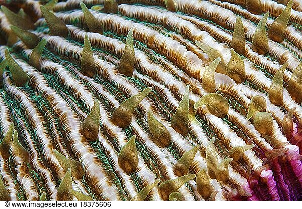 Mushroom coral (Fungia) polyps  polyp  detail  Lake Sawu  Pacific Ocean  Komodo National Park  Lesser Sunda Islands  East Nusa Tenggara Province  Komodo Island  Indonesia  Asia