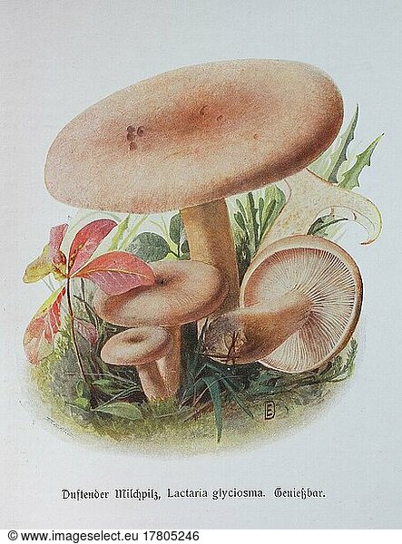 Mushroom  Fragrant milk mushroom  Pale coconut flake milk mushroom (Lactarius)  Small coconut flake milk mushroom or Pale fragrant milk mushroom glyciosmus  Lactaria glyciosma  Historical  digitally restored reproduction of an illustration by Emil Doerstling (1859-1940)