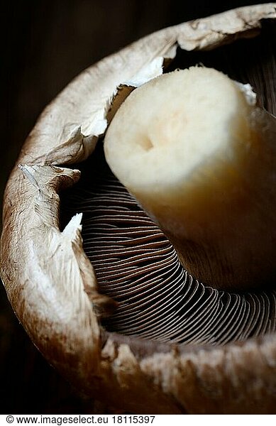 Mushroom  white cultivated mushroom  agaricus bisporus  cultivated mushroom  edible mushroom  edible mushrooms  lamellae