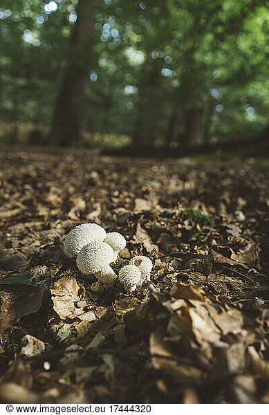 Mushrooms amidst dried leaves