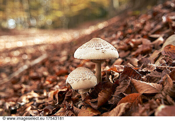 Mushrooms growing amidst fallen leaves in autumn forest