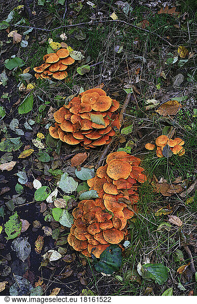 Mushrooms growing on forest floor in autumn