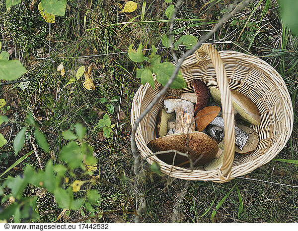 Mushrooms in basket by plant