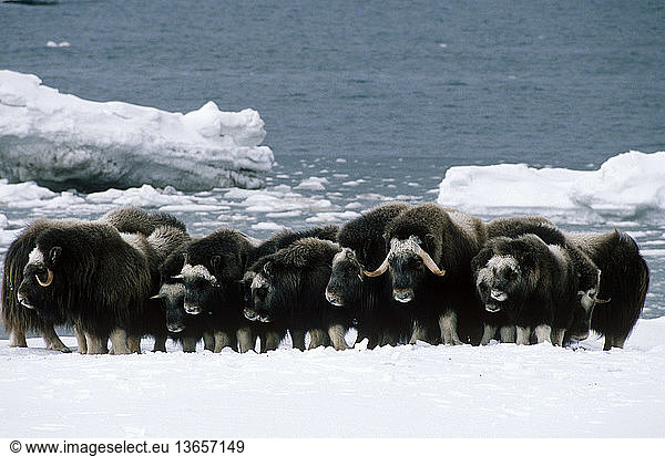 Musk Oxen (Ovibos moschatus) protection ring formed as a defensive measure. Ice floes on the Bering Sea are in the background  Nunivak National Wilderness  Yukon Delta National Wildlife Refuge  Alaska.