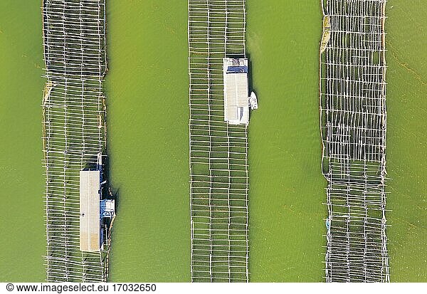Mussel and oyster farming in the Bahia del Fangar  aerial view  drone shot  Ebro Delta Nature Reserve  Tarragona province  Catalonia  Spain  Europe