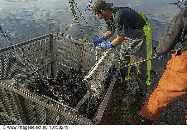 Mussel Harvesting  Bar Harbor  Maine