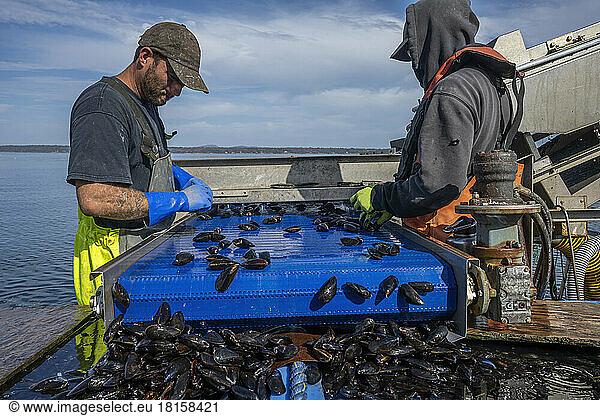 Mussel Harvesting  Bar Harbor  Maine