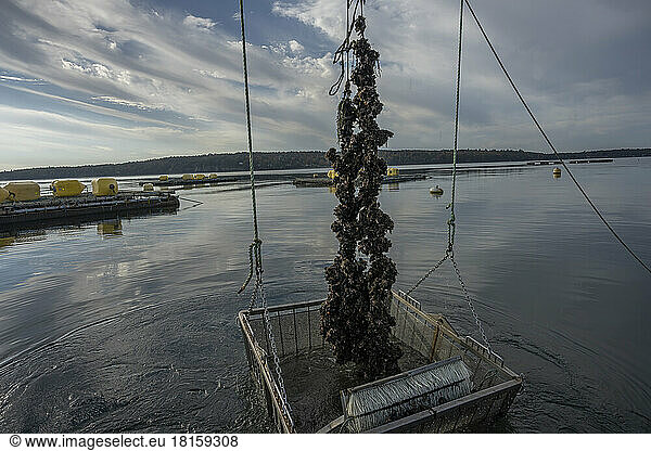 Mussel Harvesting  Bar Harbor  Maine
