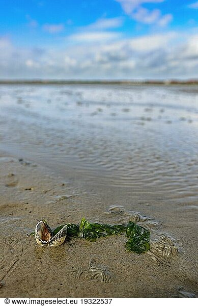 Mussel in the mudflats at low tide off the East Frisian island of Juist  Germany  Europe