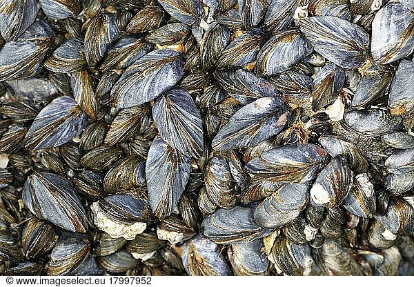 Mussel (Mytilus edulis) Mussels  Other animals  Shells  Animals  Molluscs  Common Mussel group  on rocky shore at low tide  Gower Peninsula  West Glamorgan  South Wales  United Kingdom  Europe