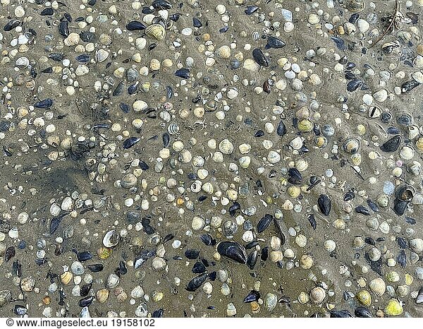 Mussels  mussel shells  Wadden Sea  low tide  National Park  UNESCO World Heritage Site  Süderdeich  Vollerwiek  Tönning  North Frisia  Schleswig-Holstein  Germany  Europe