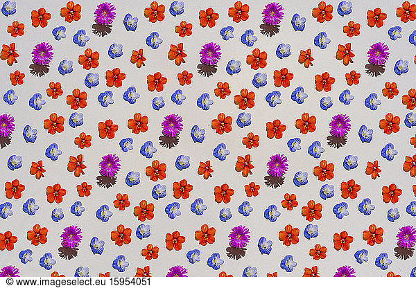 Muster aus bunten Blütenköpfen