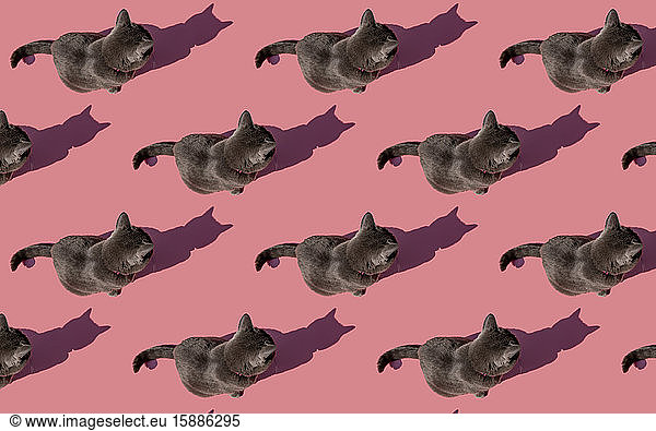 Muster einer russisch blauen Katze  die vor rosa Hintergrund sitzt