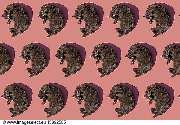 Muster einer russisch blauen Katze vor rosa Hintergrund