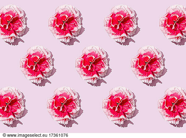 Muster von Köpfen von rosa Nelkenblüten flach auf rosa Hintergrund gelegt