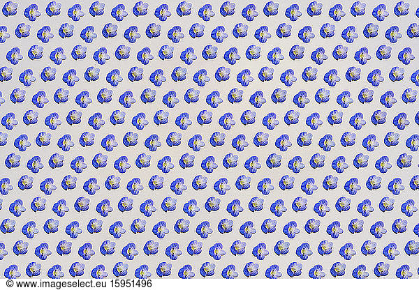 Muster von Reihen blauer Blütenköpfe
