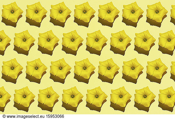 Muster von Reihen gelber Blütenköpfe