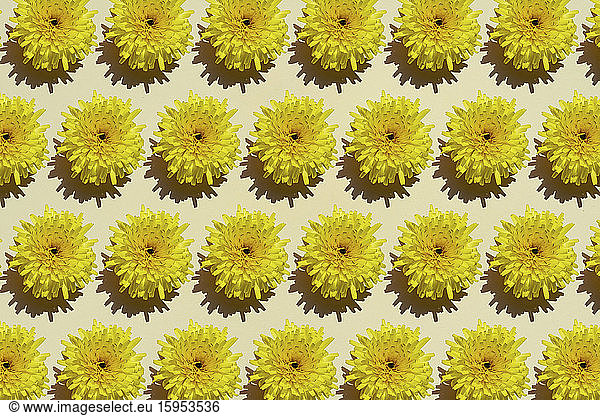 Muster von Reihen gelber Blütenköpfe