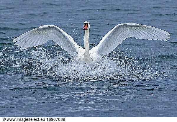 Mute swan (cygnus olor) landing in the water  Rhine  Germany  Europe