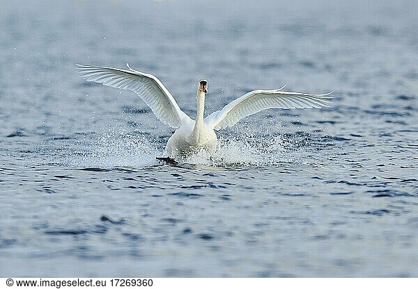 Mute swan (Cygnus olor)  landing on Donau river  Upper Palatinate  Bavaria  Germany  Europe
