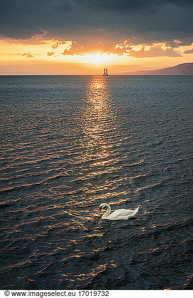 Mute swan (Cygnus olor) on lake at sunset