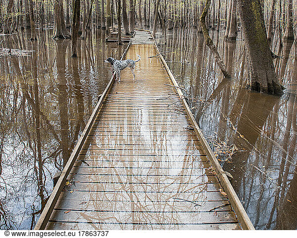 My dog wanders around a flooded boardwalk  braving snakes and ga