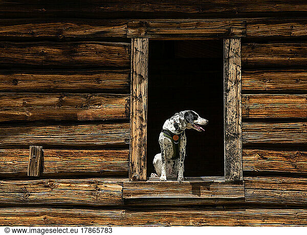 My pup sitting in the window of an old log cabin.