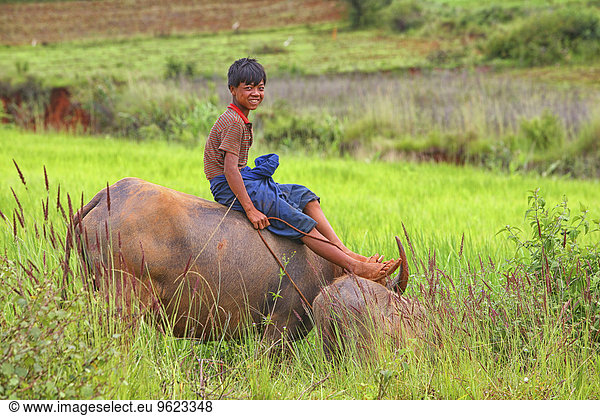 Myanmar  Kalaw  lächelnder Teenager auf Vieh sitzend