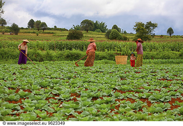Myanmar  Kalaw  women working on field