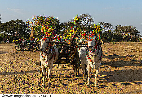Myanmar  Mandalay Region  Bagan  Harnessed oxen standing outdoors with decorated cart