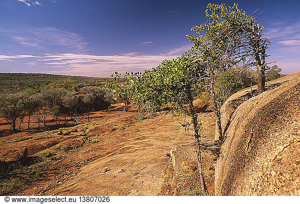 Myrtenbäume  Olivenblatt  an Granitfelsen klebend  Kopje  Currawinya National Park  westliches Queensland  Australien