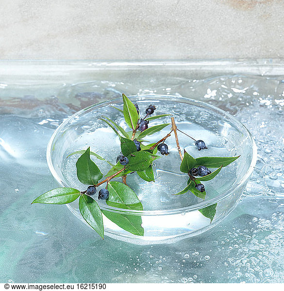Myrtle berries in glas bowl (Myrtus communis)  close-up