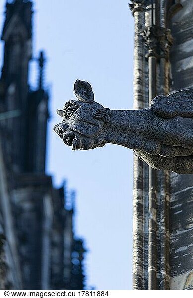 Mystical figures as gargoyles at Cologne Cathedral  Cologne  North Rhine-Westphalia  Germany  Europe