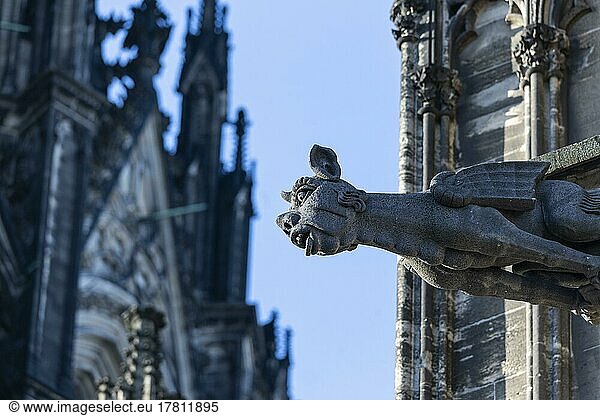 Mystical figures as gargoyles at Cologne Cathedral  Cologne  North Rhine-Westphalia  Germany  Europe