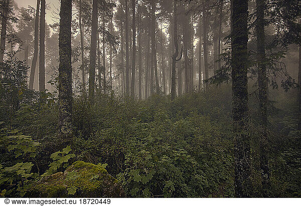 Mystical high mountain forest covered in fog at sunset