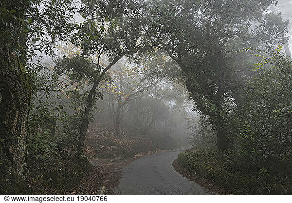 Mystical road towards the Palacio de Regaleira with fog