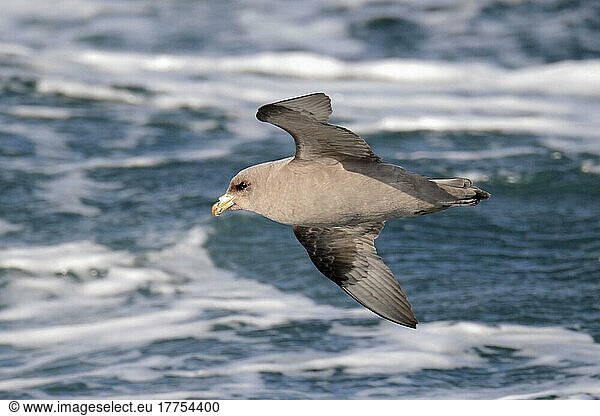 Nördlicher Fulmar (Fulmarus glacialis rodgersii) mittlere Morph  erwachsen  im Flug über dem Meer  nahe der Halbinsel Kamtschatka  Region Kamtschatka  Russischer Ferner Osten  Russland  Europa