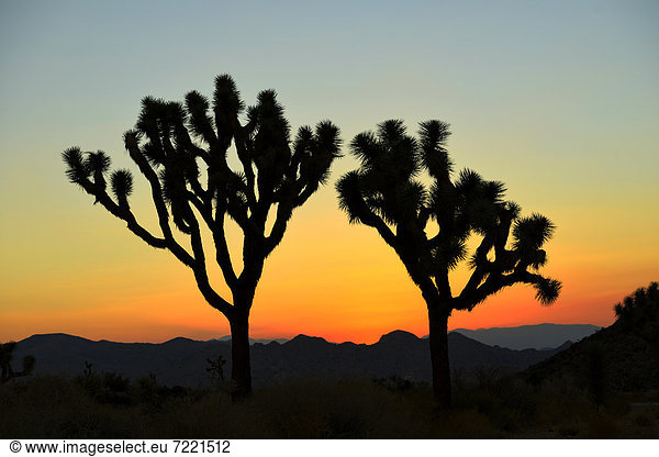 Nach Sonnenuntergang  Josua-Palmlilie  Josuabaum  Joshua Tree (Yucca brevifolia)  Joshua Tree Nationalpark  Mojave-Wüste  Kalifornien  Südwesten  Vereinigte Staaten von Amerika  USA