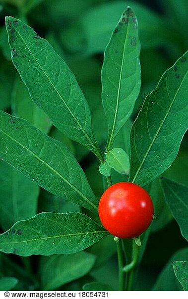Nachtschatten  Früchte (Solanum capsicastrum)  Frucht  Pflanzen  Nachtschattengewächse  Solonaceae  Fruchtstand  Blatt  Blätter  Fäulnis  rot  vertikal
