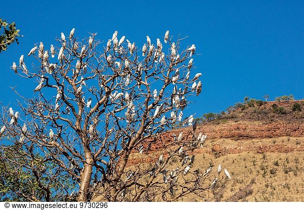 Nacktaugenkakadu Cacatua sanguinea Baum Australien Western Australia