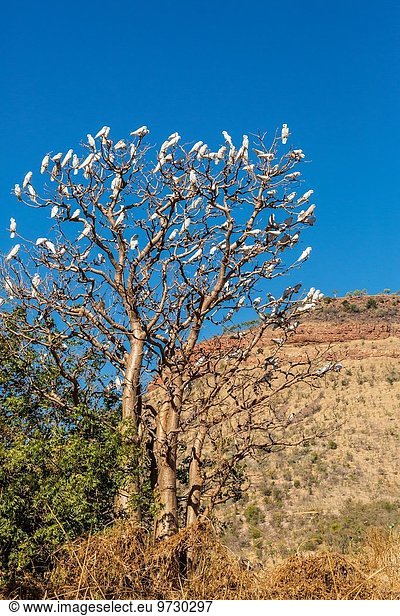 Nacktaugenkakadu Cacatua sanguinea Baum Australien Western Australia