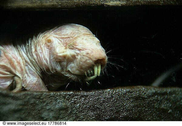 Nacktmull  Nacktmulle  Nagetiere  Säugetiere  Tiere  Naked Mole Rat (Heterocedralus glaber) Close up of head