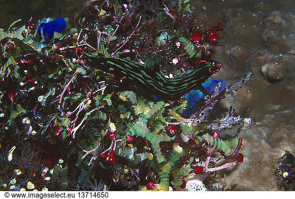 Nacktschnecke (Nembrotha kubaryana)  krabbelt über Algen und wirbellose Tiere am Riff. Tulamben  Bali  Indonesien
