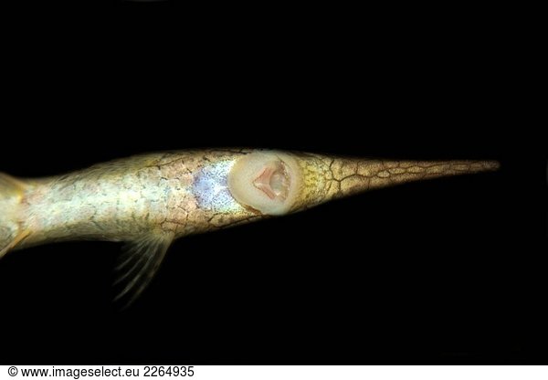 Nadel Catfish  Farlowella Acus  ventral View zeigt Mund  Manaus  Amazonas  Brasilien