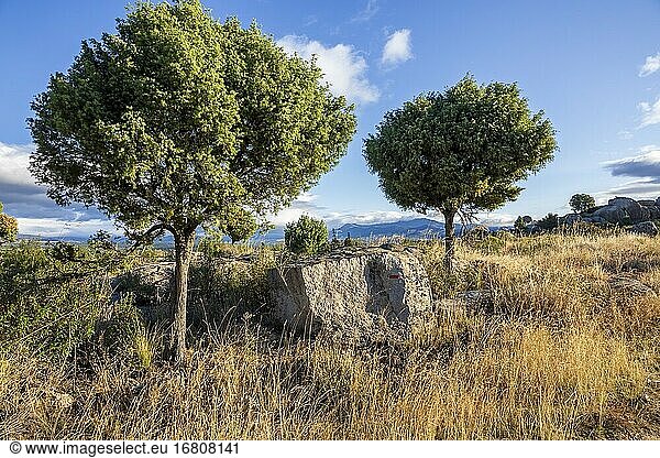 Nadelbäume bei den Cabreras. Sierra de Guadarrama. Madrid. Spanien. Europa.