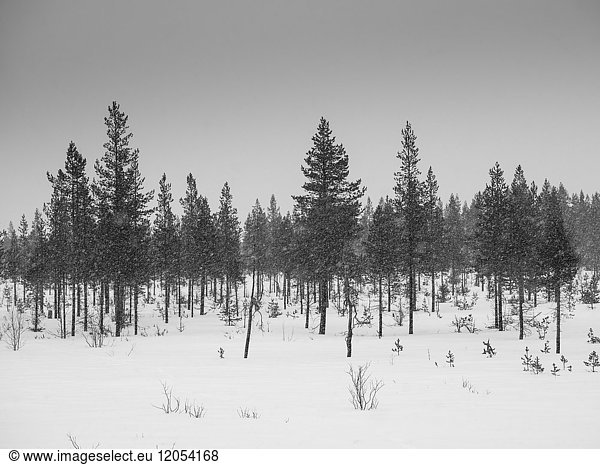 Nadelbäume im Schneefall; Arjeplog  Provinz Norrbotten  Schweden