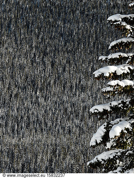 Nadelbäume in der Ferne mit einem einsamen  schneebedeckten Baum davor