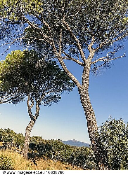 Nadelbäume und Eichen in Almorox und die Sierra de Gredos im Hintergrund. Toledo. Spanien. Europa.